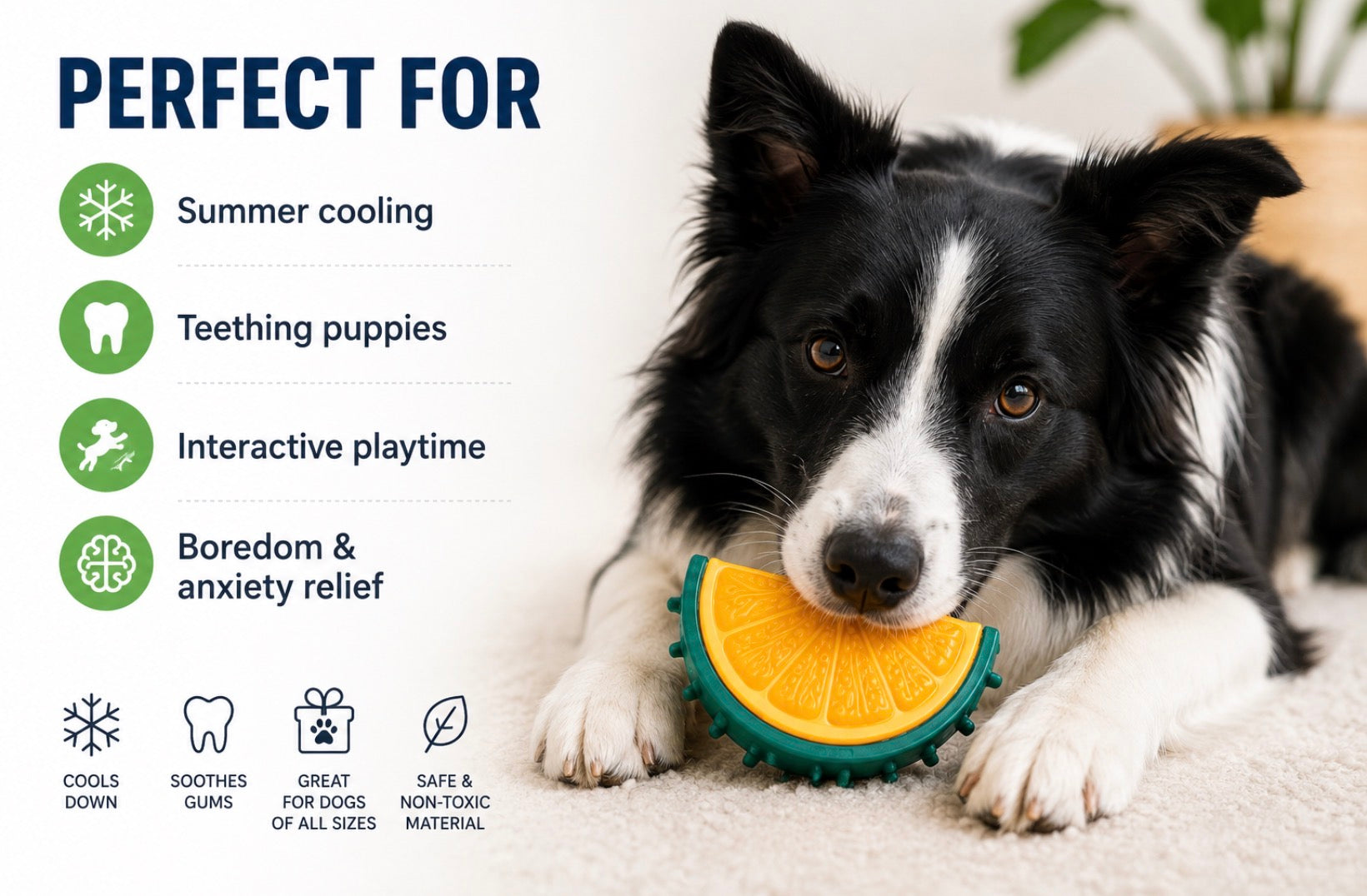 SUMMER PUPPY PACK